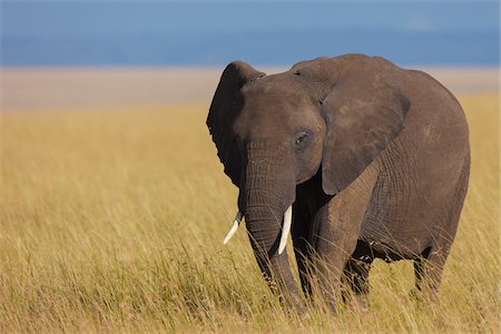 simsearch:600-06674850,k - African Bush Elephant (Loxodonta africana) in Savanna, Maasai Mara National Reserve, Kenya, Africa Foto de stock - Sin royalties Premium, Código: 600-06669628