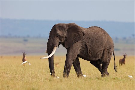 African Bush Elephant (Loxodonta africana) Bull in Savanna, Maasai Mara National Reserve, Kenya, Africa Photographie de stock - Premium Libres de Droits, Code: 600-06669622