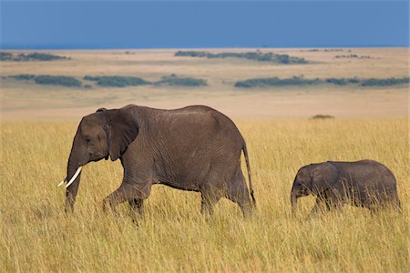 African Bush Elephant (Loxodonta africana) Mother with Calf, Maasai Mara National Reserve, Kenya, Africa Photographie de stock - Premium Libres de Droits, Code: 600-06669634