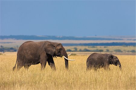 African Bush Elephant (Loxodonta africana) Mother with Calf, Maasai Mara National Reserve, Kenya, Africa Photographie de stock - Premium Libres de Droits, Code: 600-06669631