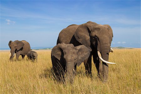 elefantito - African Bush Elephant (Loxodonta africana) Mothers with Calves, Maasai Mara National Reserve, Kenya, Africa Foto de stock - Sin royalties Premium, Código: 600-06669642