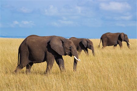 elephantidae - African Elephants (Loxodonta africana) in Savanna, Maasai Mara National Reserve, Kenya, Africa Stock Photo - Premium Royalty-Free, Code: 600-06669643