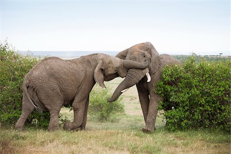 African Bush Elephant (Loxodonta africana) Bulls Fighting, Maasai Mara National Reserve, Kenya, Africa Stockbilder - Premium RF Lizenzfrei, Bildnummer: 600-06669650