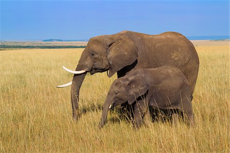 African Bush Elephant (Loxodonta africana) Mother with Calf, Maasai Mara National Reserve, Kenya, Africa Stockbilder - Premium RF Lizenzfrei, Bildnummer: 600-06669652