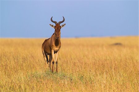 simsearch:700-06674882,k - Coke's Hartebeest (Alcelaphus buselaphus cokii), Maasai Mara National Reserve, Kenya, Africa Foto de stock - Sin royalties Premium, Código: 600-06674845