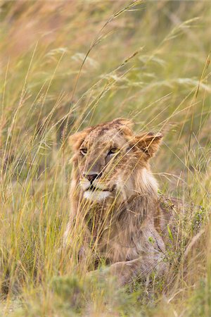 simsearch:600-06669646,k - Male Lion (Panthera leo) in Tall Grass, Maasai Mara National Reserve, Kenya, Africa Foto de stock - Sin royalties Premium, Código: 600-06674854