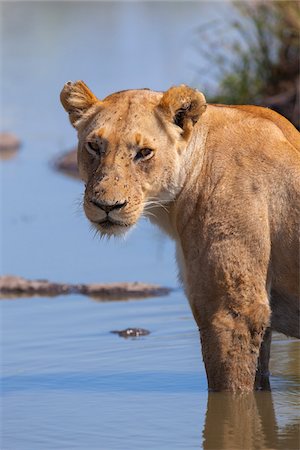 Lioness (Panthera leo) Standing in Water, Maasai Mara National Reserve, Kenya, Africa Stock Photo - Premium Royalty-Free, Code: 600-06674856