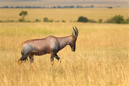 simsearch:600-06669646,k - Korrigum (Damaliscus lunatus korrigum), Maasai Mara National Reserve, Kenya, Africa Foto de stock - Sin royalties Premium, Código: 600-06674851