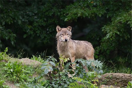 simsearch:600-03907680,k - Eastern Wolf (Canis lupus lycaon) in Game Reserve, Bavaria, Germany Stock Photo - Premium Royalty-Free, Code: 600-06674865