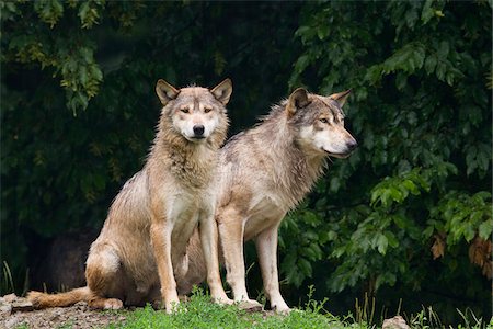 simsearch:600-06674865,k - Eastern Wolves (Canis lupus lycaon) in Game Reserve, Bavaria, Germany Foto de stock - Royalty Free Premium, Número: 600-06674866