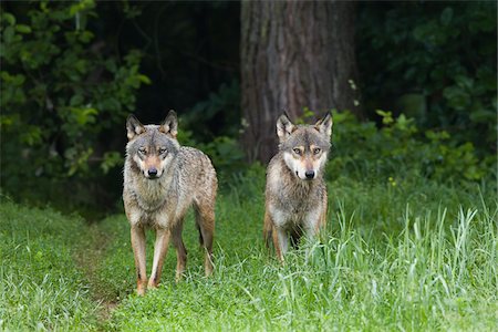 simsearch:600-06674865,k - European Wolves (Canis lupus lupus) in Game Reserve, Germany Foto de stock - Royalty Free Premium, Número: 600-06674871