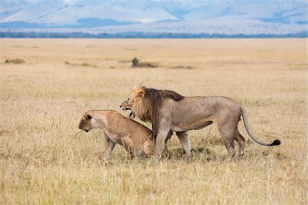 safaring - African lions (Panthera leo) mating, Maasai Mara National Reserve, Kenya Stock Photo - Premium Royalty-Free, Code: 600-06671708