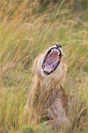 Young male lion (Panthera leo) yawning, Maasai Mara National Reserve, Kenya Stock Photo - Premium Royalty-Free, Code: 600-06671714