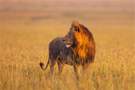 Big male lion (Panthera leo) in early morning light, Maasai Mara National Reserve, Kenya Stock Photo - Premium Royalty-Free, Code: 600-06671717