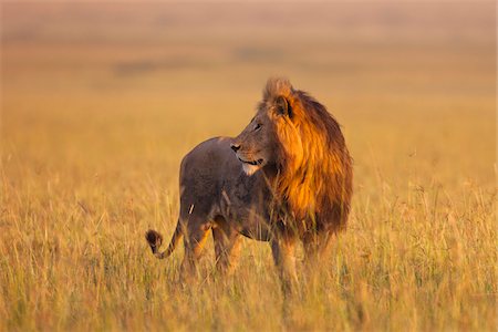 raubkatze - Big male lion (Panthera leo) in early morning light, Maasai Mara National Reserve, Kenya Foto de stock - Sin royalties Premium, Código: 600-06671717