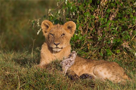 Young male lion (Panthera leo), Maasai Mara National Reserve, Kenya Stock Photo - Premium Royalty-Free, Code: 600-06671725