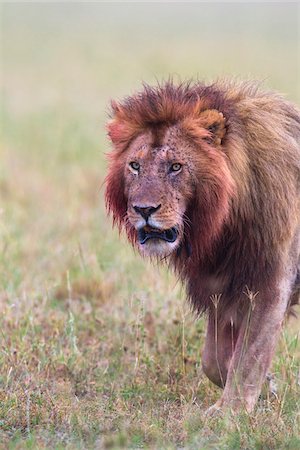 simsearch:862-03820683,k - Male lion (Panthera leo) with blood on his head and mane after feeding, Maasai Mara National Reserve, Kenya Photographie de stock - Premium Libres de Droits, Code: 600-06671734