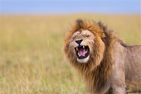 Big male lion (Panthera leo) showing Flehmen behavior, Maasai Mara National Reserve, Kenya Stock Photo - Premium Royalty-Free, Code: 600-06671732
