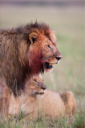 African lions (Panthera leo) after feeding, Maasai Mara National Reserve, Kenya Stock Photo - Premium Royalty-Free, Code: 600-06671733