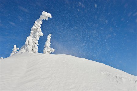 snow tree blue sky - Lusen Mountain Summit with Blowing Snow in Winter, Grafenau, Bavarian Forest National Park, Bavaria, Germany Stock Photo - Premium Royalty-Free, Code: 600-06701786