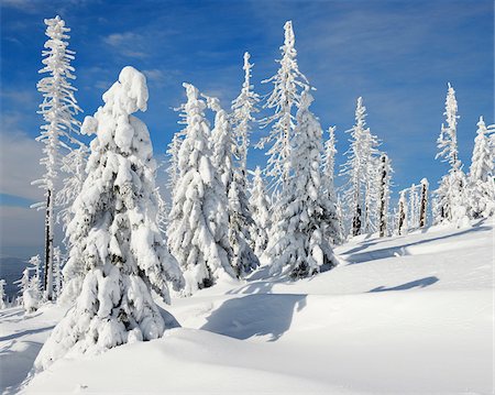 Snow Covered Conifer Forest in Winter, Grafenau, Lusen, Bavarian Forest National Park, Bavaria, Germany Stock Photo - Premium Royalty-Free, Code: 600-06701789