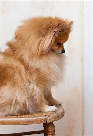 peludo - Portrait of Male Pomeranian Dog Sitting on Chair, Studio Shot Foto de stock - Sin royalties Premium, Código: 600-06701821