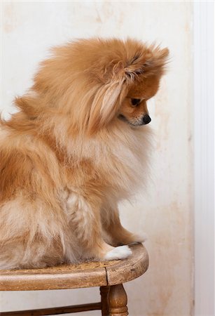 Portrait of Male Pomeranian Dog Sitting on Chair, Studio Shot Stockbilder - Premium RF Lizenzfrei, Bildnummer: 600-06701821