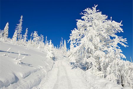 Snowy Path in Winter Forest, Grafenau, Lusen, National Park Bavarian Forest, Bavaria, Germany Stock Photo - Premium Royalty-Free, Code: 600-06701986