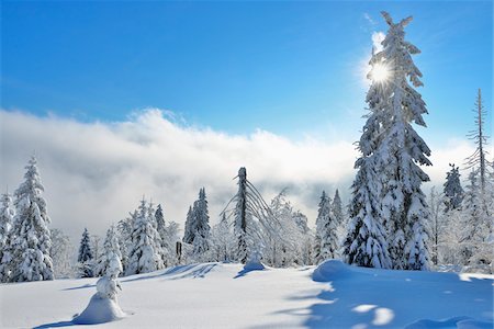 snowy sun nobody - Snow Covered Conifer Forest with Sun, Winter, Grafenau, Lusen, National Park Bavarian Forest, Bavaria, Germany Stock Photo - Premium Royalty-Free, Code: 600-06701983