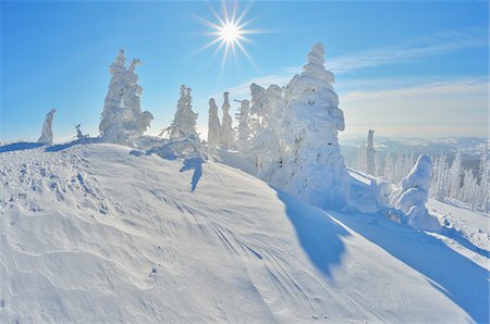 destination white lights - Snow Covered Conifer Trees with Sun in the Winter, Grafenau, Lusen, National Park Bavarian Forest, Bavaria, Germany Foto de stock - Sin royalties Premium, Código: 600-06701997