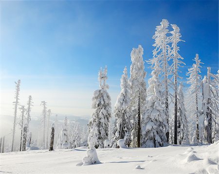 snow covered evergreens and mountains - Snow Covered Conifer Forest in the Winter, Grafenau, Lusen, National Park Bavarian Forest, Bavaria, Germany Stock Photo - Premium Royalty-Free, Code: 600-06701990