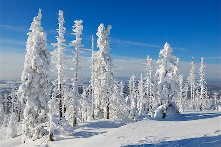 Snow Covered Conifer Forest in the Winter, Grafenau, Lusen, National Park Bavarian Forest, Bavaria, Germany Foto de stock - Sin royalties Premium, Código: 600-06701991