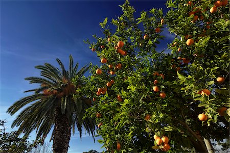 fruit orchards of europe - Italy, Sicily, countryside, orange tree and palm tree in a private garden Stock Photo - Premium Royalty-Free, Code: 600-06714157