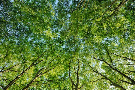 fotograma completo - Plane Tree (Platanus) seen from below. Loir-et-Cher, Loire Valley, France. Foto de stock - Sin royalties Premium, Código: 600-06714201