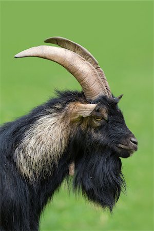Portrait of Domestic Goat (Capra aegagrus hircus), Pfalz, Rhineland-Palatinate, Germany Photographie de stock - Premium Libres de Droits, Code: 600-06713962
