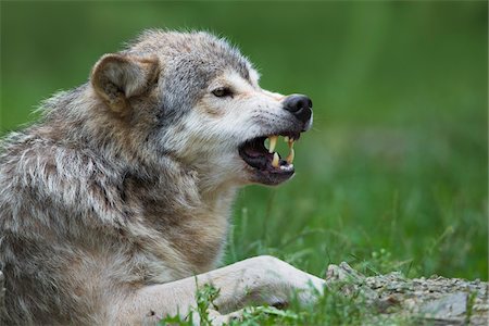 Timber Wolf, Canis lupus lycaon, snarling, Game Reserve, Germany Photographie de stock - Premium Libres de Droits, Code: 600-06732525