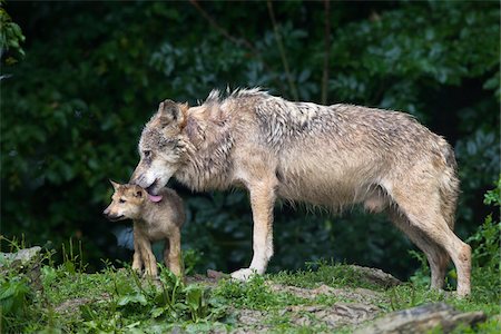 Timber wolves (Canis lupus lycaon), adult with cub, Game Reserve, Bavaria, Germany Stock Photo - Premium Royalty-Free, Code: 600-06732527