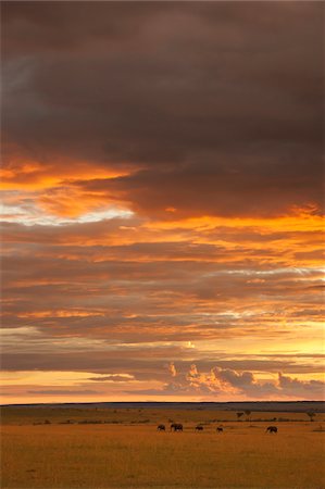 sky sunset - Elephants on the Savanna Grasslands at sunset, Masai Mara National Reserve, Kenya Stock Photo - Premium Royalty-Free, Code: 600-06732521