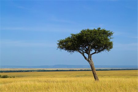 Acacia Tree on the Savanna, Maasai Mara National Reserve, Kenya Stock Photo - Premium Royalty-Free, Code: 600-06732522