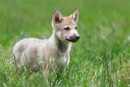 pup - Timber wolf cub, (Canis lupus lycaon) Game Reserve, Bavaria, Germany Photographie de stock - Premium Libres de Droits, Code: 600-06732523