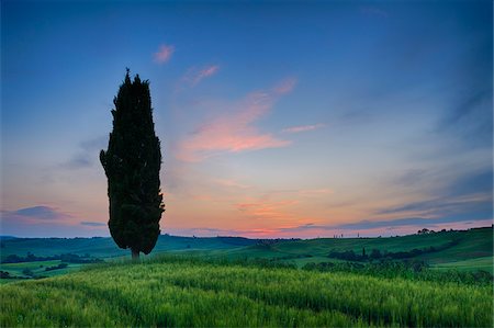 field sky landscape - Cypress trees with sunset sky. Val d´Orcia, Pienza, Tuscany, Siena Province, Mediterranean Area, Italy. Stock Photo - Premium Royalty-Free, Code: 600-06732544