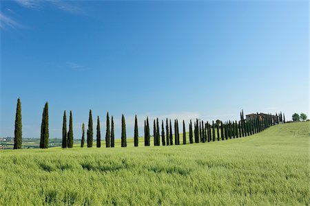 sky line - Treelined Path (Cypress Trees) with Farmhouse. Val d´Orcia, Tuscany, Siena Province, Mediterranean Area, Italy. Stock Photo - Premium Royalty-Free, Code: 600-06732548