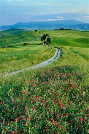farmhouse landscape - Path passing through green fields treelined with cypress trees and Mount Amiata in background. Pienza, Siena Province, Val d´Orcia, Tuscany, Italy, Mediterranean Area. Stock Photo - Premium Royalty-Free, Code: 600-06732541