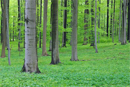 Spring beech forest with lush green foliage. Hainich National Park, Thuringia, Germany. Photographie de stock - Premium Libres de Droits, Code: 600-06732575