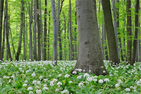 Spring forest with Ramsons (Allium ursinum) lush green foliage. Hainich National Park, Thuringia, Germany. Foto de stock - Sin royalties Premium, Código: 600-06732578