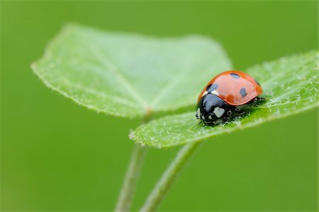 simsearch:600-05524587,k - Seven Spot Ladybird (Coccinella septempunctata) on leaf, against green background. Bavaria, Germany. Stock Photo - Premium Royalty-Free, Code: 600-06732570