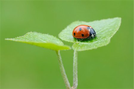 Seven Spot Ladybird (Coccinella septempunctata) on leaf, against green background. Bavaria, Germany. Foto de stock - Royalty Free Premium, Número: 600-06732571