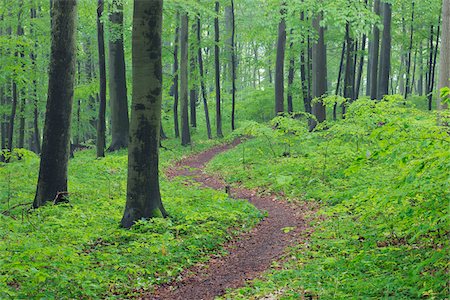 earth cloud cover - Footpath through spring beech forest with lush green foliage. Hainich National Park, Thuringia, Germany. Stock Photo - Premium Royalty-Free, Code: 600-06732584