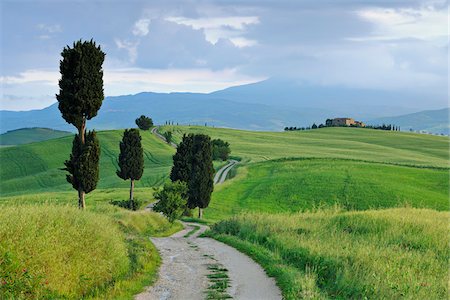 road building - Cypress trees along country road. Pienza, Val d'Orcia, Tuscany, Italy. Stock Photo - Premium Royalty-Free, Code: 600-06732586