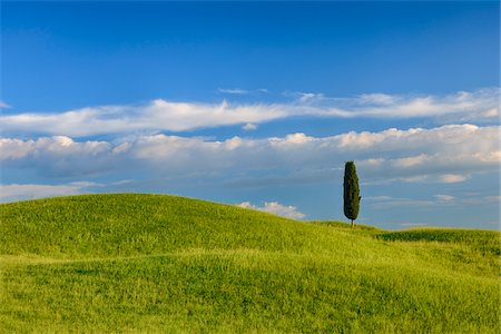 Cypress tree in green field. Pienza, Val d´Orcia, Tuscany, Italy. Photographie de stock - Premium Libres de Droits, Code: 600-06732616